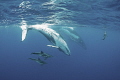 Let's play together! 
2 Humpback whales are playing with a school Rough-toothed dolphins. 
With Canon5Dmark IV camera, Canon8-15mm Fisheye Lens,  nature light.
F/5,1/320,ISO500.
 