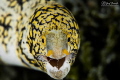 Close-up on a staring morey 