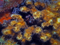 Dark Mantis Shrimp and coral Polyps, Blue Heron Bridge, Florida 