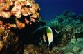 This photo of a Moorish Idol was taken in Maui off of the Molokini Crater. I used a MX10 w/ a YS40 strobe. 
