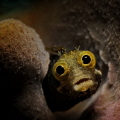Staring Blenny 