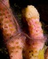Brittlestar. Roatan, Bay Islands. Fuji F810, YS-90DX. 