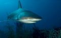 Reef Shark 