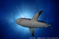 Reef Shark makes its way accross the path of the sun on a clear and beautiful dive at Tiger Beach, a popular hot spot for seeing and photographing sharks in the Bahamas. 