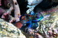 Mandarinfish/Photographed with a Canon 60 mm macro lens at Alor, Indonesia. 