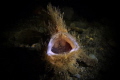 HAIRY FROG FISH 