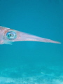 Close up of a Caribbean reef squid 