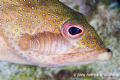 "Aww mom, do I hafta go to school today? I got really bad isopods." You know this had to be school picture day down at the local School of Fish. I thought it was bad when I had zits on photo day. 
