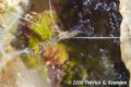 Pederson's shrimp with eggs. The corkscrew anemone these guys favor makes a nice backdrop. 