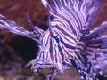 I call "him" Leo. He is a Black Volitan Lion fish in my aquarium. Yea, I know, that's not underwater, but it is a great picture. He is about 2-3 years old and almost full grown, about 12 inches long and 15 inches wide with fins. 