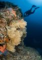 Yellow Gorgaonian Sea Fans 
