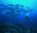 'SCHOOL + ONE' Ingles shoal, Walindi, WNB, PNG. Schooling Trevally. Nikonos II; 15mm lens; natural light. Enjoy! 