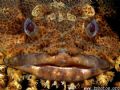 Oyster Toadfish and his big juicy lips =) 