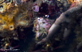 Idiomysis sp./Photographed with a Canon 60 mm macro lens and SMC-1 at Alor, Indonesia. 