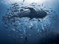 Don't Look Back

Whale Shark - Rhincodon typus

Sail Rock, Thailand 