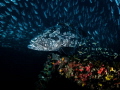 A Ceiling for some, a floor for another ...

Malabar Grouper - Epinephelus malabaricus

Sail Rock, Thailand 