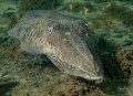 Cuttlefish... 