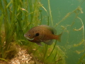 Male Bluegill Sunfish clear an area of the bottom for a nest and attempt to coax a female to spawn with them. 