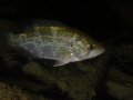 A frequently seen fish in fresh waters, this Rock Bass was photographed in the Lower Niagara River on a night dive. 