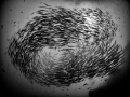 Something, Something, Something, Dark Side ... !

Chevron Barracuda - Sphyraena qenie

Sail Rock, Thailand 