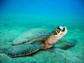 "Bottom Time" Green sea turtle having some bottom time. sea and sea DX8000G dual YS25 auto strobes on sea arms 