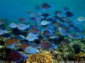 Schooling Blue Tangs let me tag along for a little bit. 