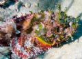 Blending Out! These fish blend in so well with coral, but shine some light on them, and they stand out so beautifully! Took this in West palm beach FL .. 