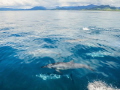 The spinner dolphins of Natewa Bay, Vanua Levu, Fiji, taken aboard the Ocean Ventures Fiji boat. This is the largest bay in the South Pacific and is largely unexplored. 
