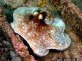 The wingspan on this Octopus was almost 3 feet 
