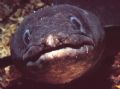 Conger Eel in the naturepark Telascica in Croatia. 