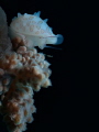 Base-Jumping Cowrie (Diminovula margarita) 