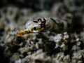 Dinkiest

Banded pipefish - Corythoichthys amplexus

Koh Pha Ngan, Thailand 