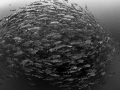 Questionable

Big Eye Trevally - Caranx sexfasciatus

Sail Rock, Thailand 