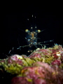 Shrimp, Glass Cleaner - Urocaridella sp. 