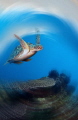 Flying Turtle 