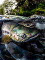 A Chum Salmon migrating to spawn in Juneau, Alaska! 