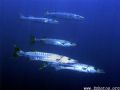 Schooling barracuda are always the best... 