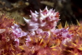 Hoplophrys oatesi, also known as the candy crab 
