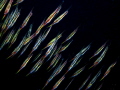Aeoliscus strigatus school. Also known as the razorfish, jointed razorfish or coral shrimpfish 
