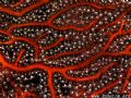 Closeup of "Black Coral" that is sadly so commonly harvested for jewelry. 