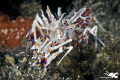 Tiger shrimp (Phyllognathia ceratophthalma) 