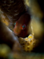 Hello!

Green Clown Goby - Gobiodon citrinus

Koh Pha Ngan, Thailand 