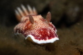 Goniobranchus Reticulatus 