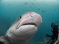 surrounded by twelve tiger sharks 