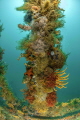 Pillar of Life.

Pristine marine life covering the bare metal of the PMB wreck sunken as  an artificial reef. 