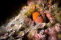 Redhead goby_Vallarta_2022
(Canon 100mm,t1/250,f/16,iso125) 