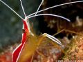 The eye of this scarlet reef shrimp was simply mesmerizing. I stumbled upon a cleaning station before I knew what happened. 