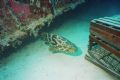 Grouper swimming out from under Spiegel Grove Wreck off Key Largo. Depth Approx 130' Checking out lobster pot. 