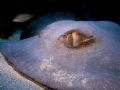 "Must you?" Southern Stingray. I found this creature in one of the many fingers in the reefI took several shots of him and he was not bothered. 