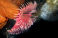 Serpula vermicularis_2022
(Canon100,1/200,f14,iso200) 